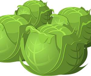 양배추 속 비타민 U가 위궤양 치료에 도움