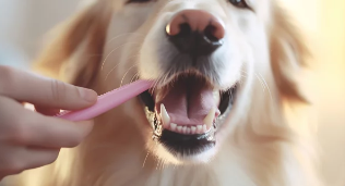 강아지사진/출처:어도비스톡