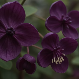 겨울철 으름나무 월동&amp;#44; 노지에서 성공하는 방법