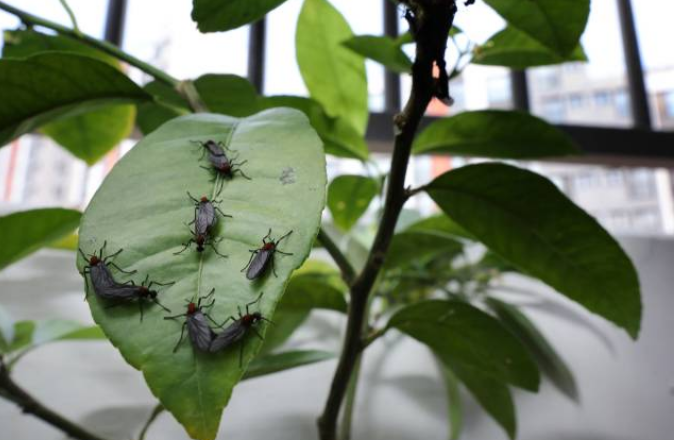 러브버그 퇴치법