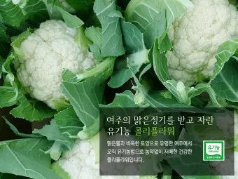 컬리플라워 재배 정식 후 관수 방풍 대책 영양 관리_15