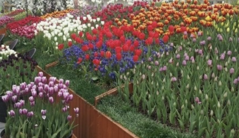 에버랜드 튤립축제 주차장