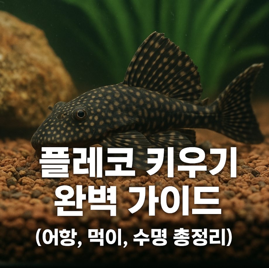 플레코 키우기 완벽 가이드 (어항, 먹이, 수명 총정리)