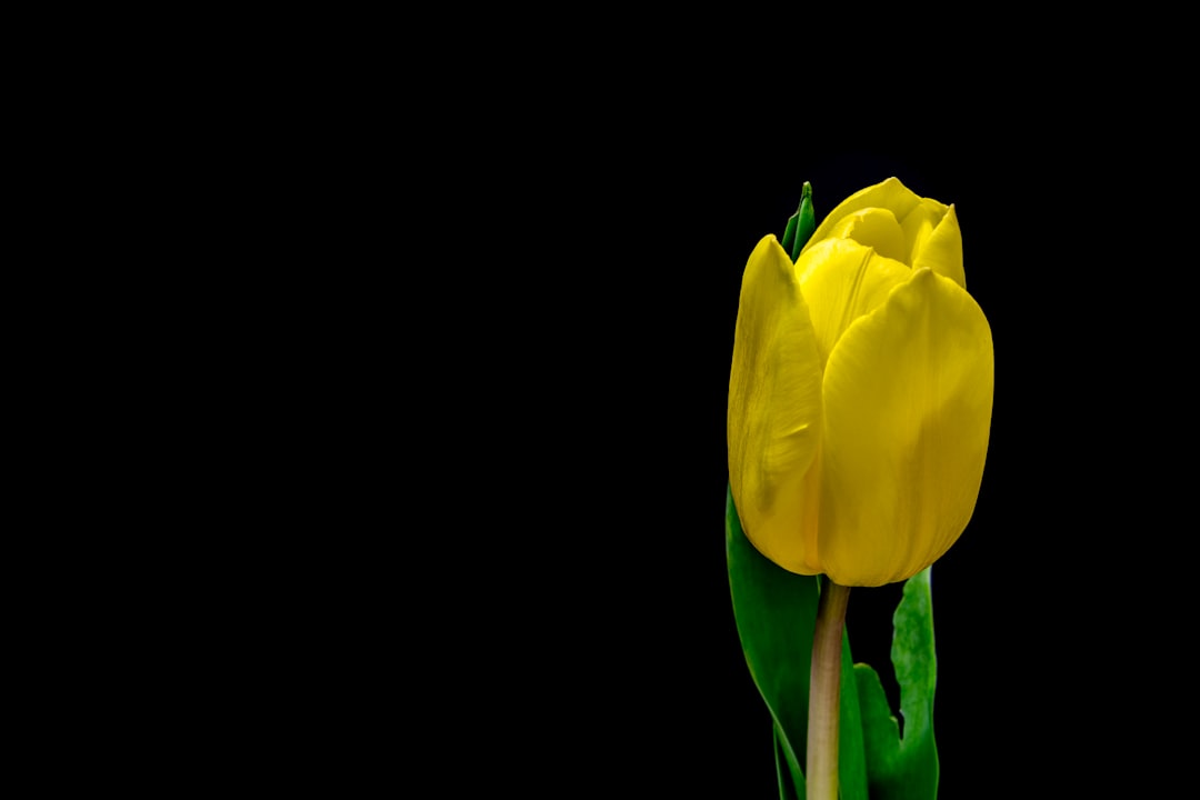 Tulip