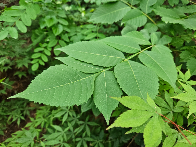 붉나무1