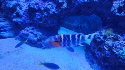 아쿠아플라넷 제주