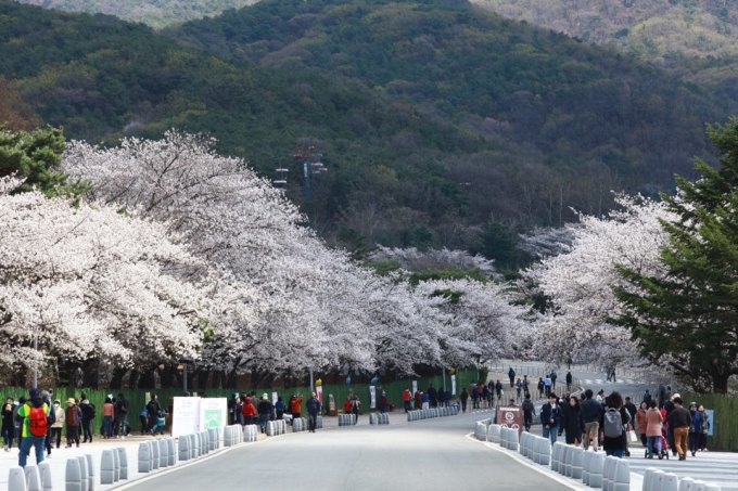 벚꽃 개화시기