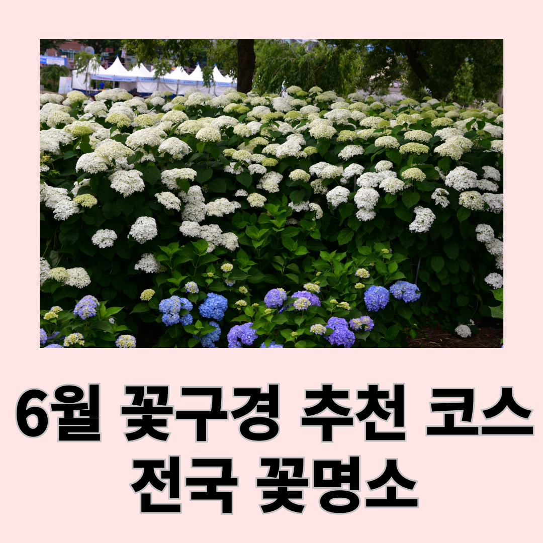 6월 전국 꽃 명소 안내