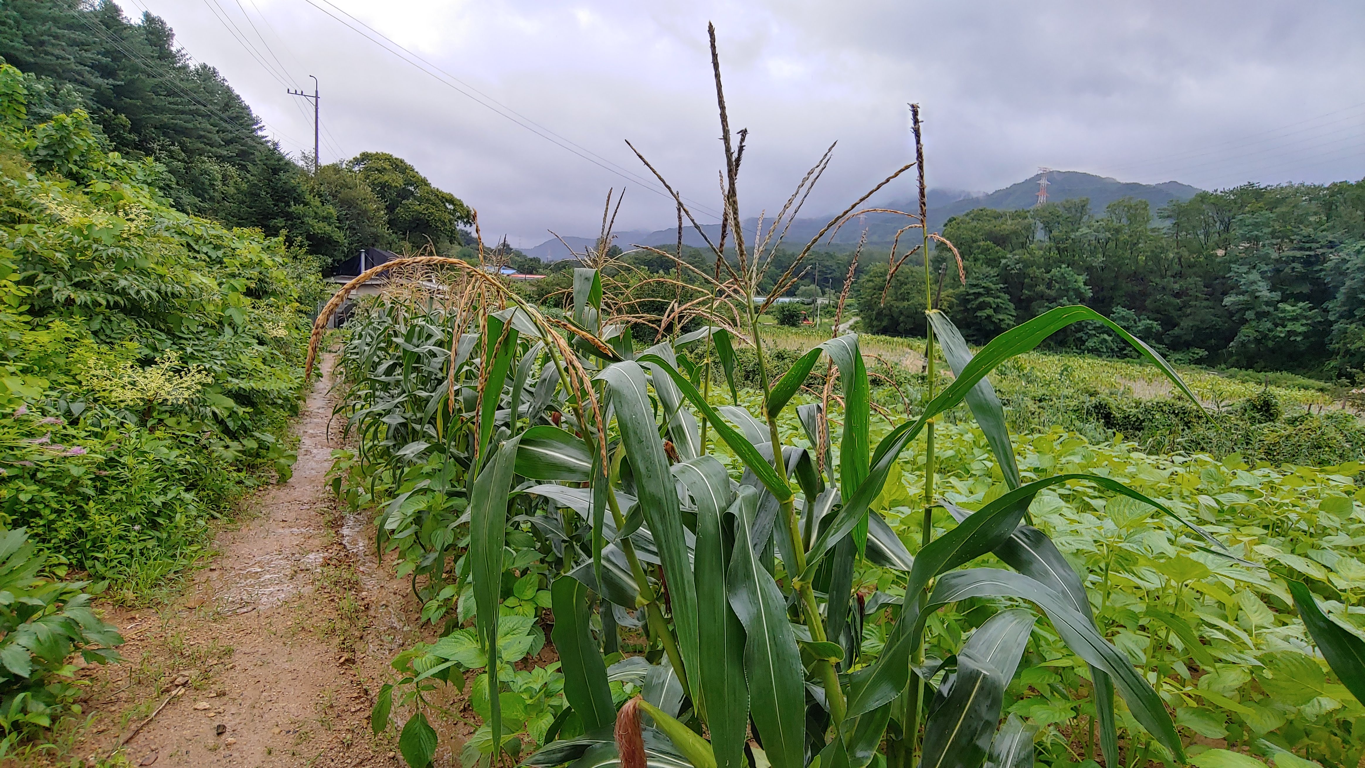 홍천 텃밭 들녁의 옥수수들
