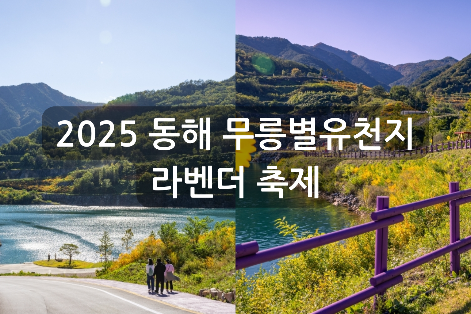 2025 동해 무릉별유천지 라벤더 축제