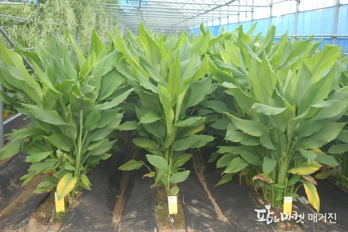 강황 재배 따뜻한 온도 보온 피복 수확 건조_4