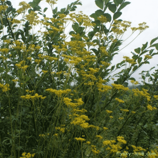 건강 약초 마타리