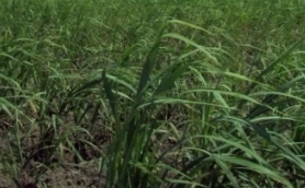 사탕수수 농장2