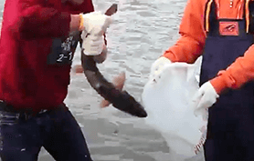 연어 맨손잡기 체험