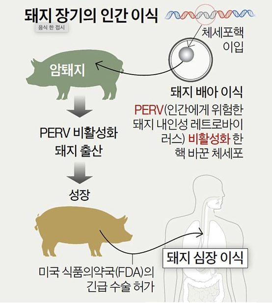 돼지의 장기이식 설명