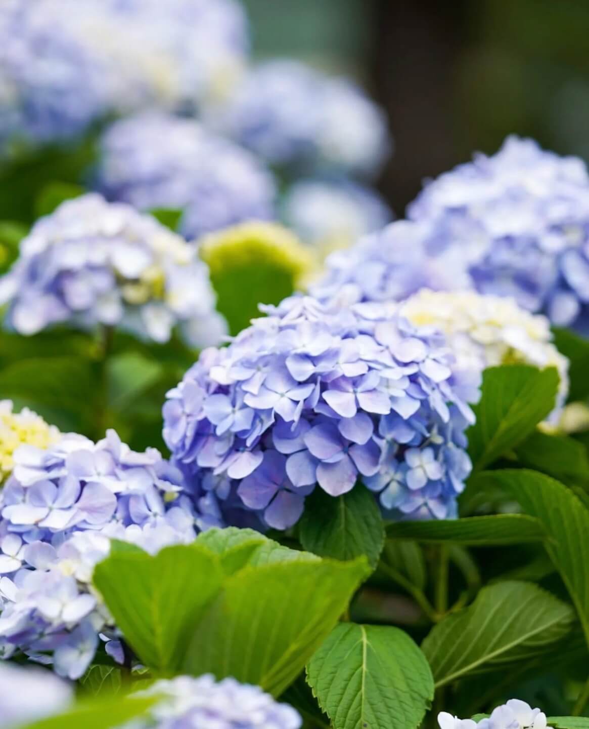 거제 저구항 수국축제