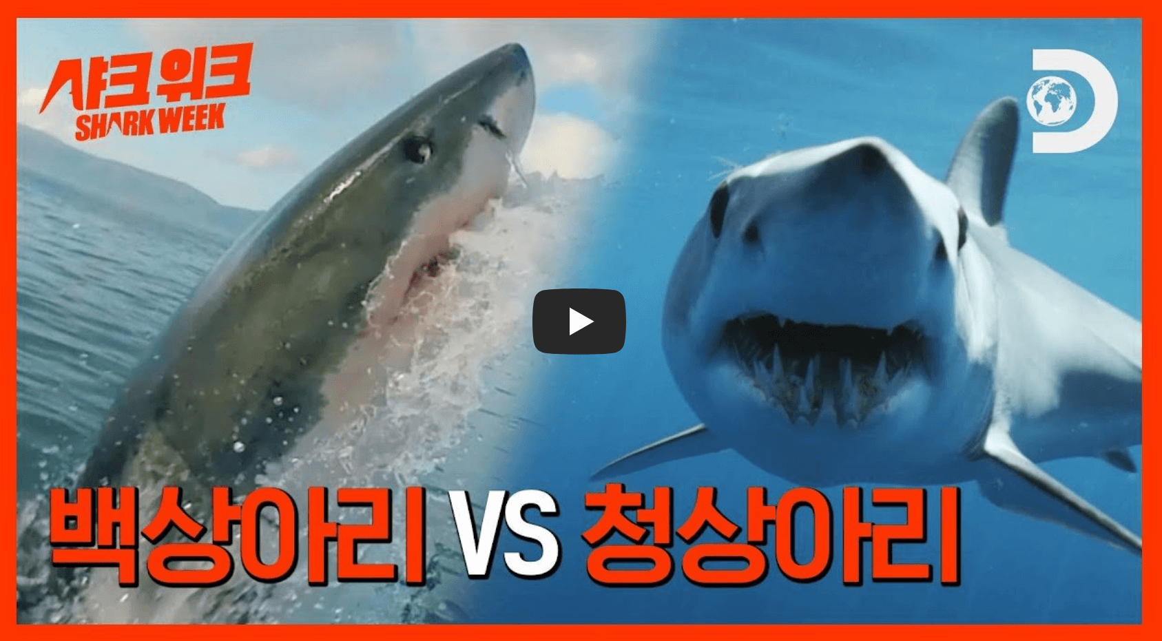 백상아리 대 청상아리 영상의 섬네일