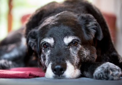 기운 없는 늙은 개.