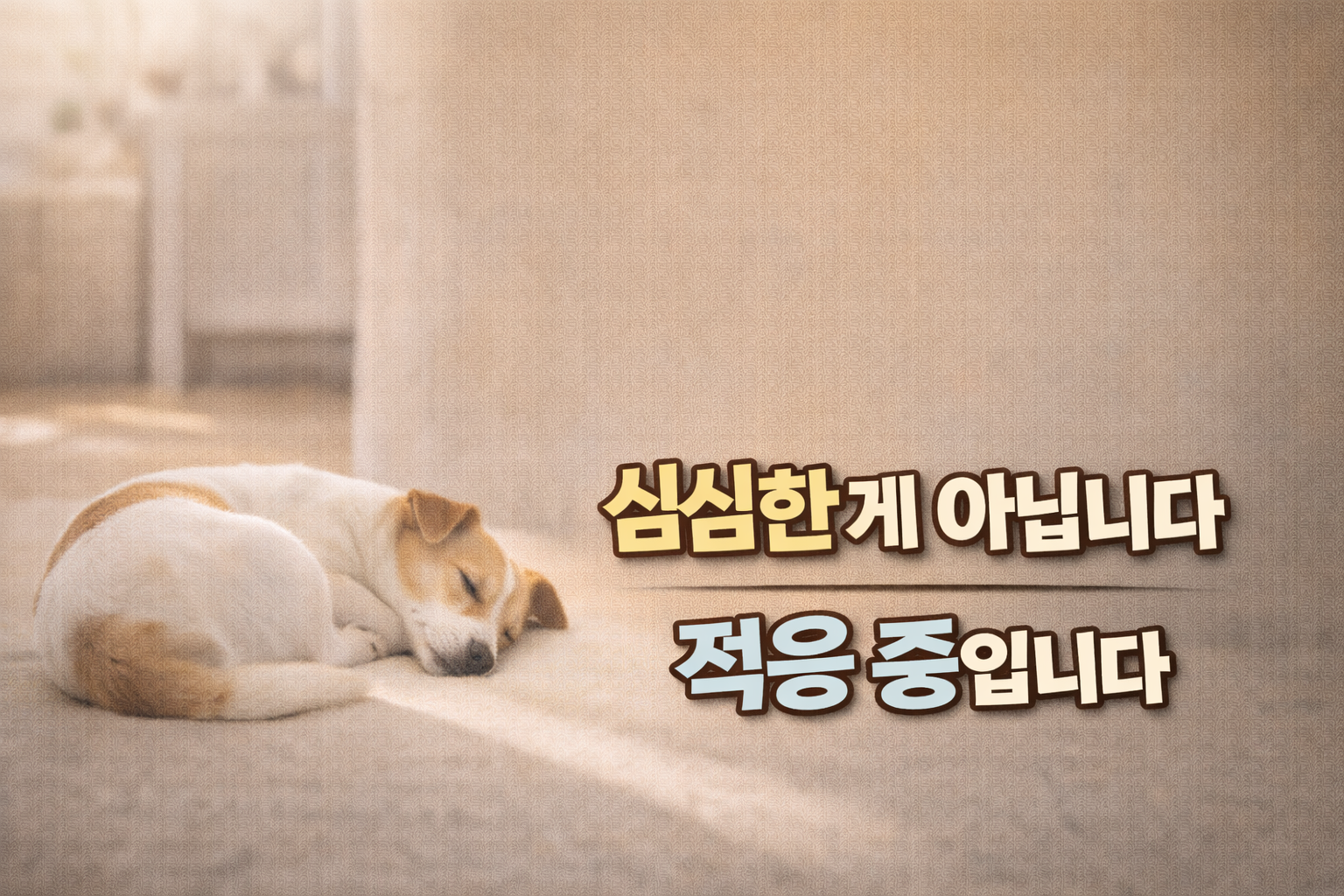 강아지가 혼자 있을 때 잠만 자는 행동의 해석 / 게으름도 무기력도 아닐 수 있습니다