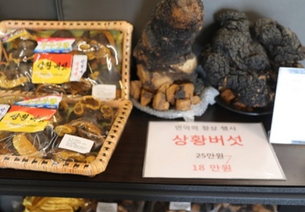 상황버섯