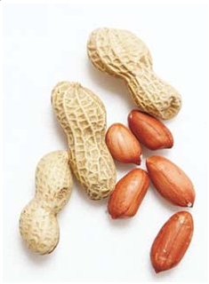 땅콩 효능