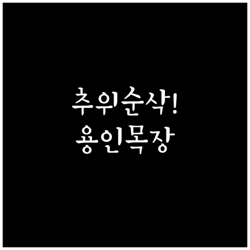 추운 날씨에 가기 좋은 용인 처인구 ..