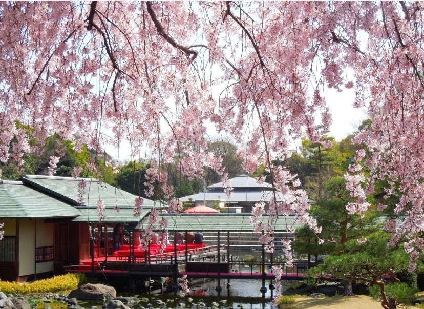 시로토리정원 시다레자쿠라