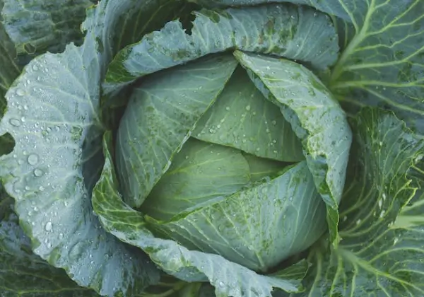 결핵에 좋은음식-양배추