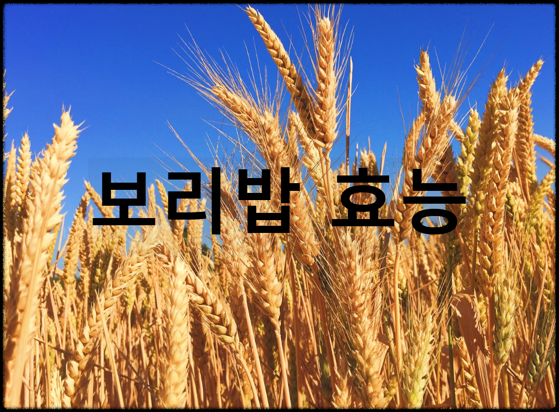 보리밥 효능