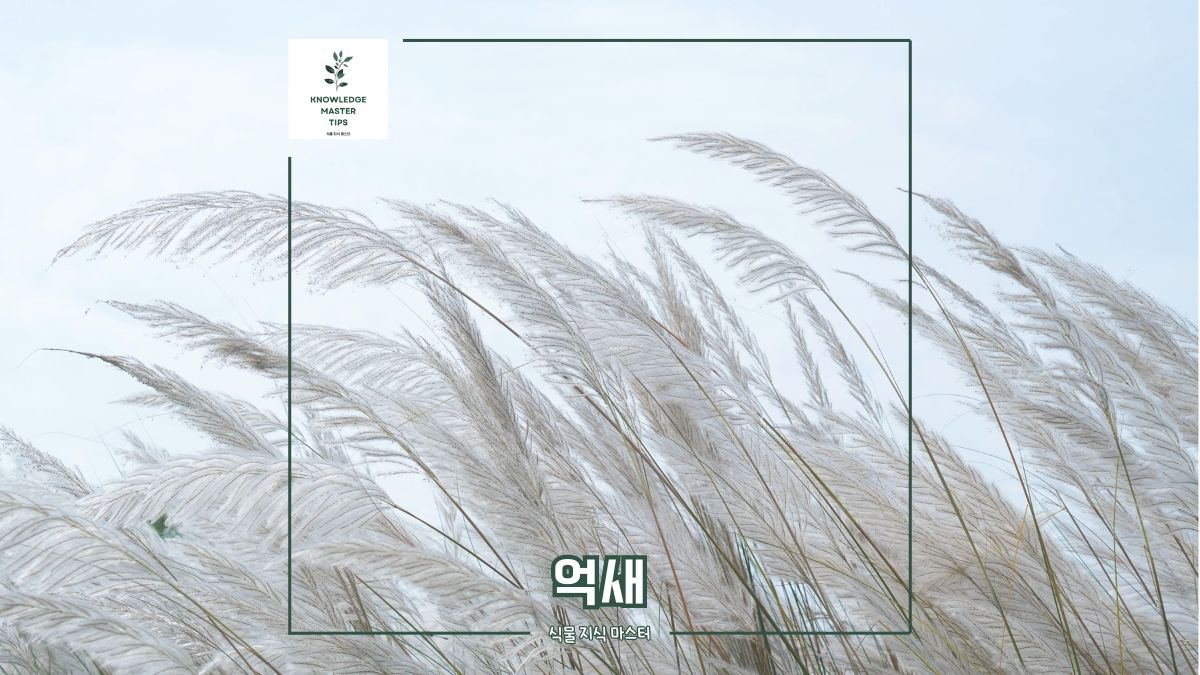 가을 은빛 물결, 억새 군락지 나들이 시기가 돌아왔어요