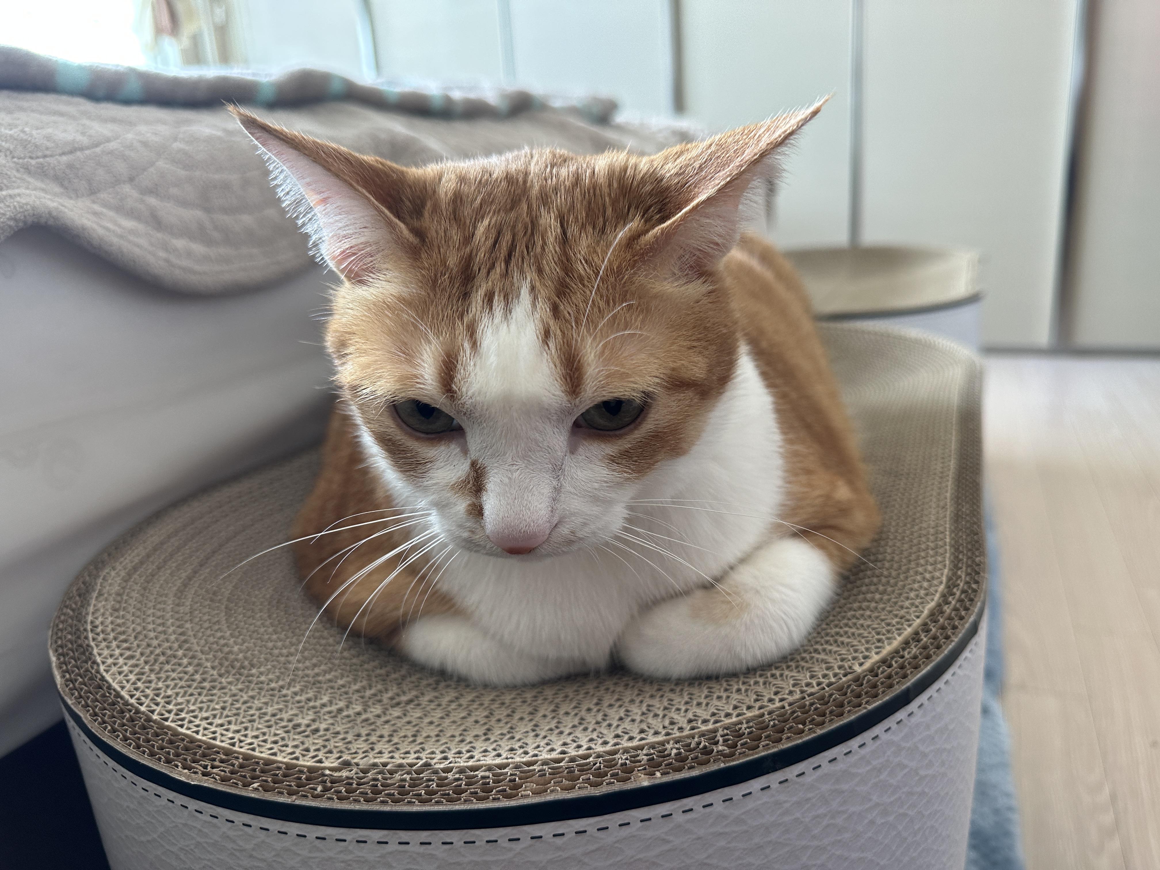 새_스크래쳐_위에서_앞다리_곱게_말아넣고_있는_치즈냥이_호야