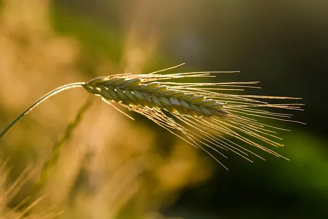갓 재배 직파 재배 빠른 수확 잎 따기_1