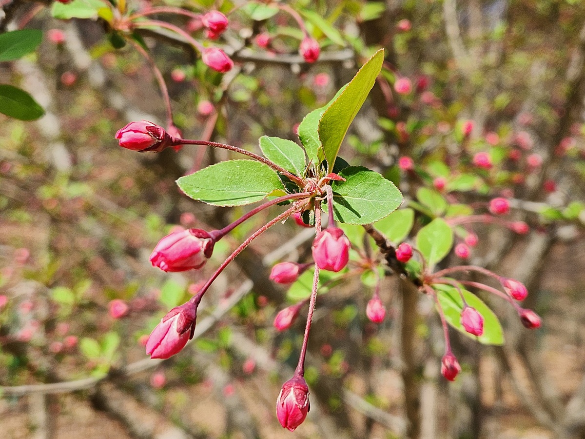 서부해당(꽃아그배나무)