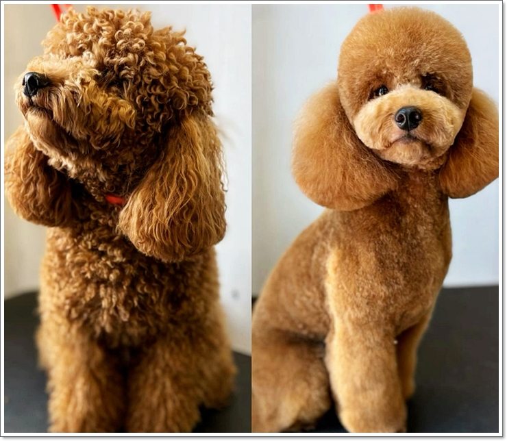 반려동물학과4년제대학