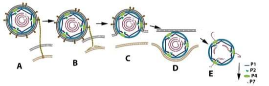 시스토바이러스 진입