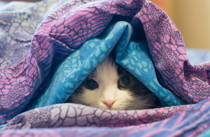 이불 속에 숨어있는 고양이.