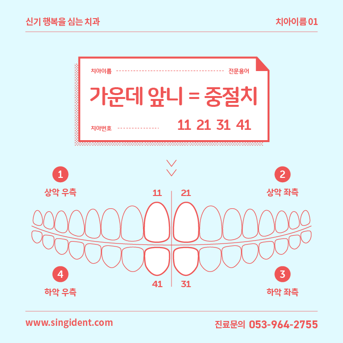 중절치 - 가운데앞니