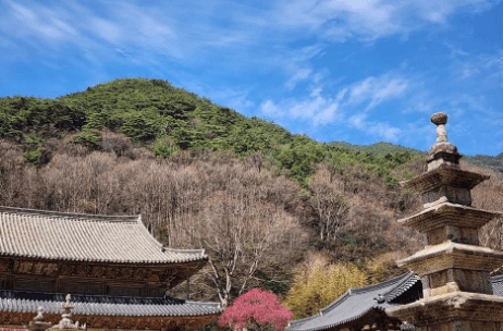 매화 축제 일정