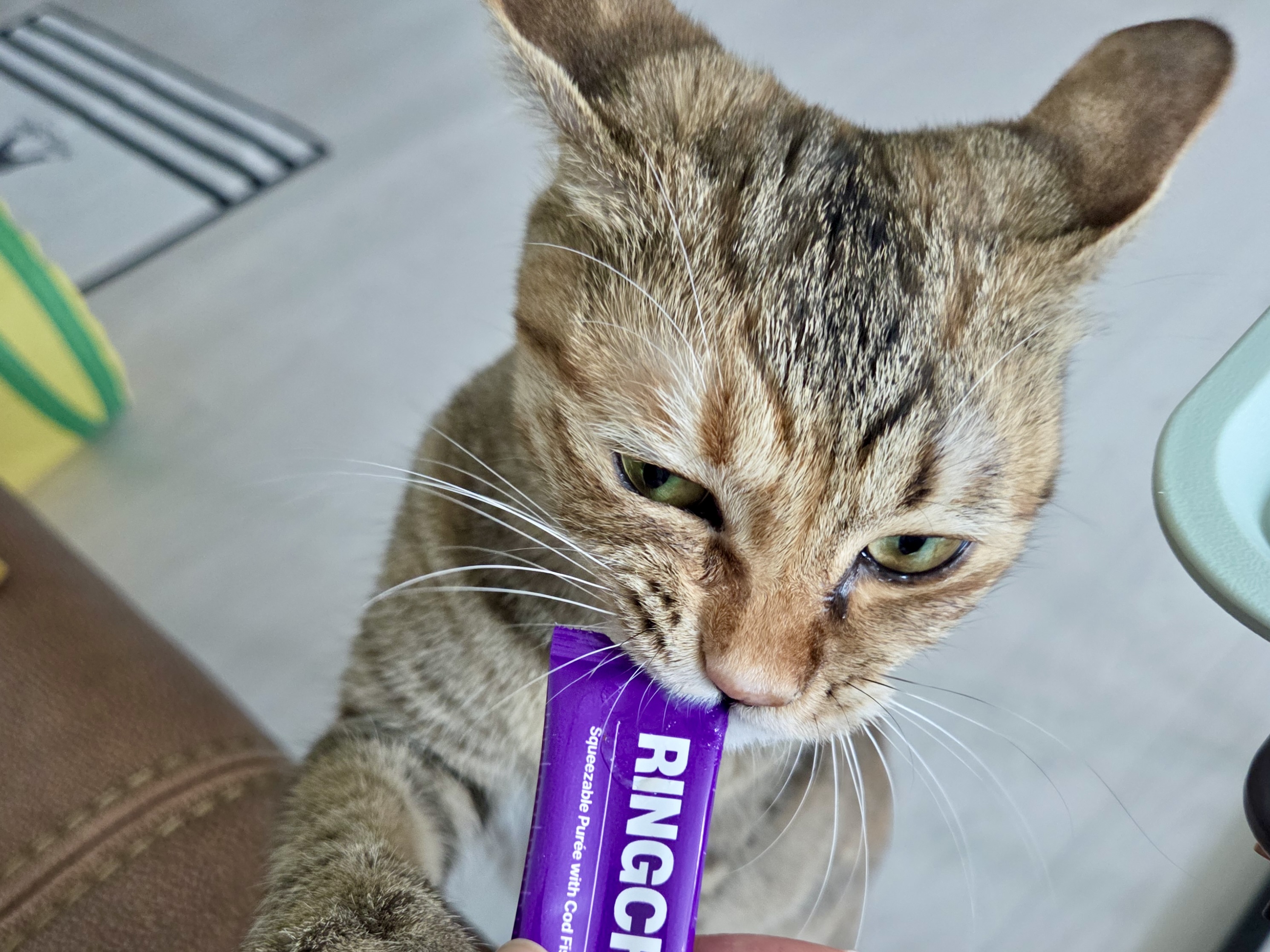 본아페티 고양이 관절 링츄 I.V 조인트 스틱