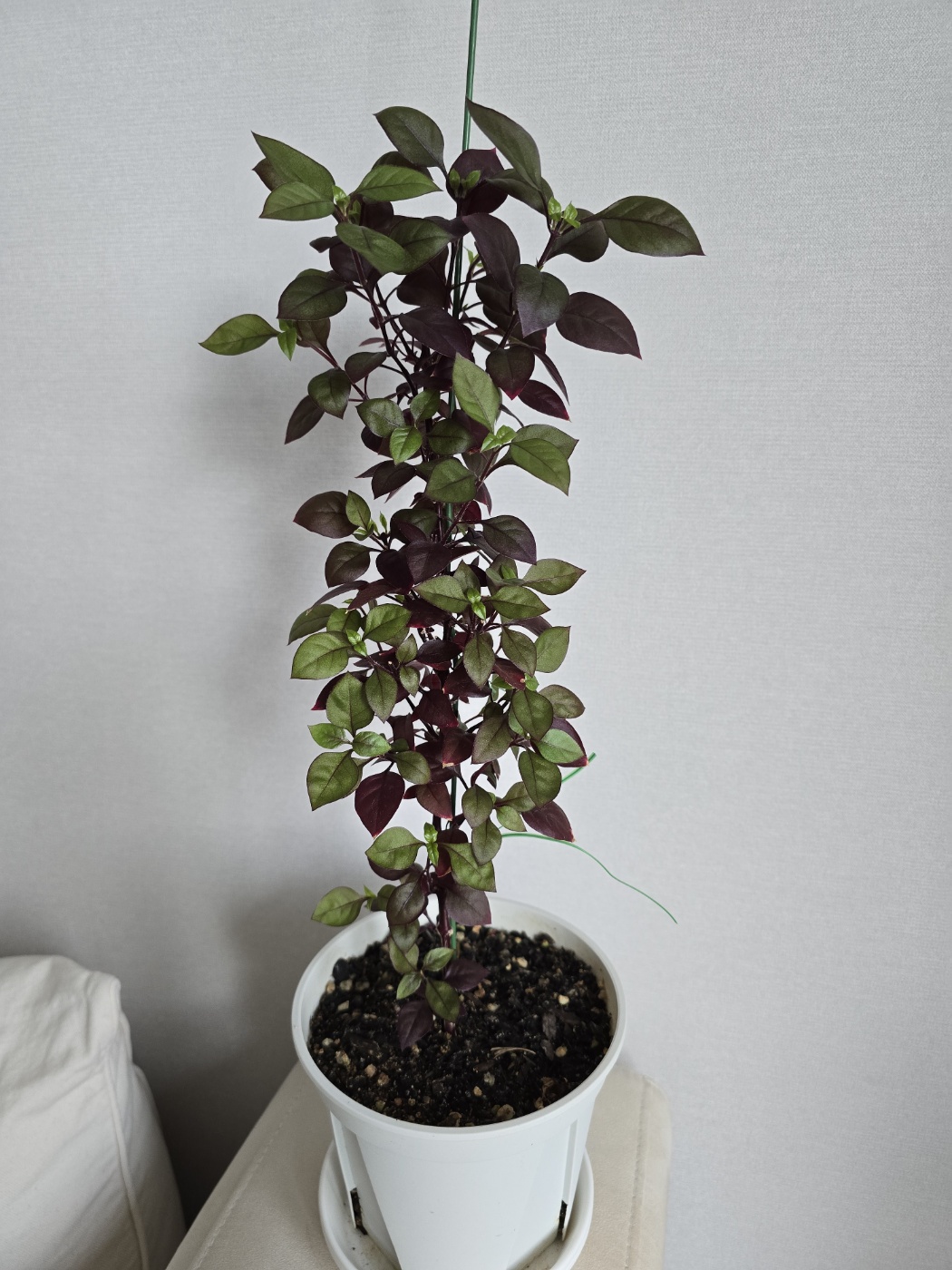 햇빛을 한방향으로 받으면 한쪽방향으로만 성장해요