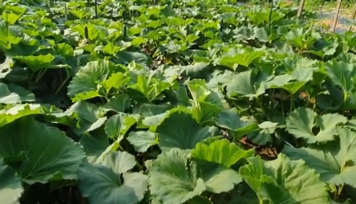 머위효능 머위 재배법 머위 나물