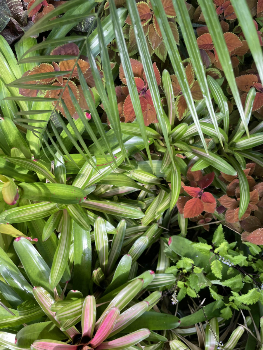 국립 세종수목원 사계절 전시온실 열대식물전시원 