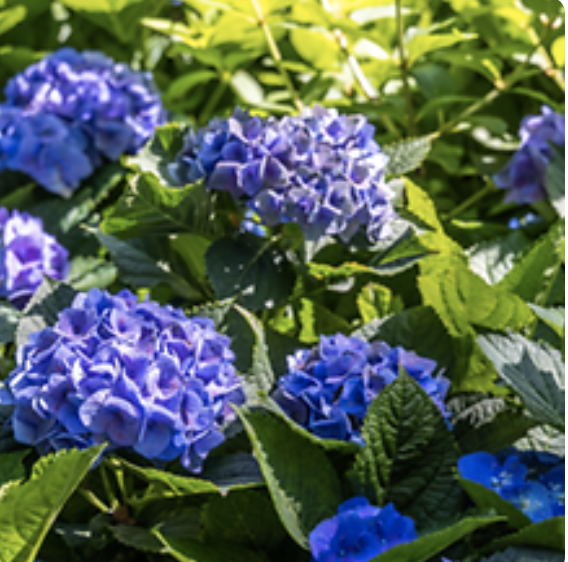 화담숲 수국축제