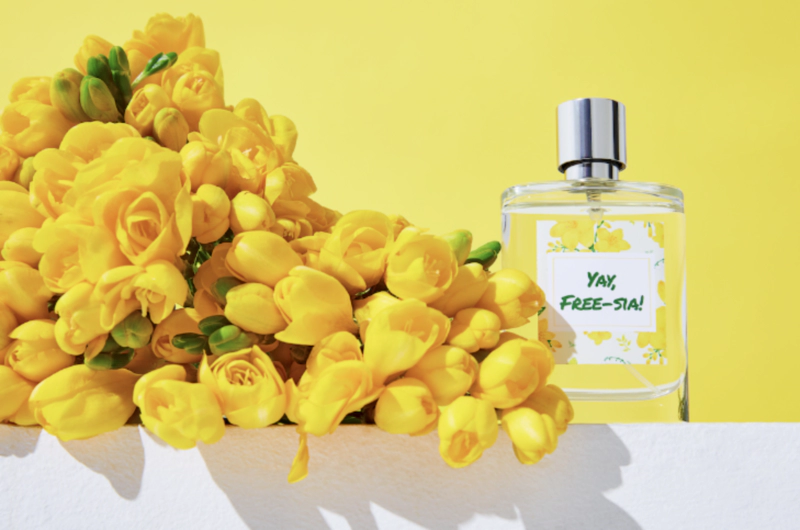 프리지아 꽃말 4가지 및 프리지아 향수 종류 꽃다발 구매처 정보