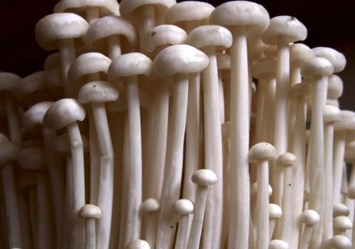 팽이버섯 효능 부작용