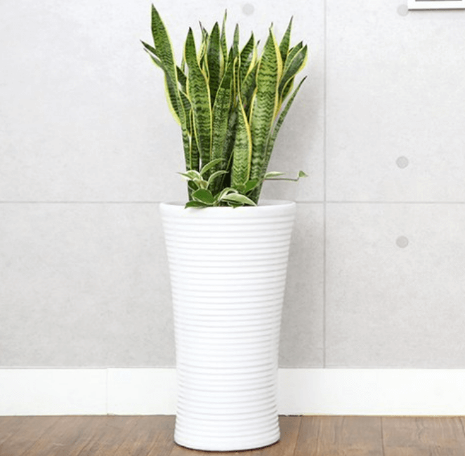 실내식물 5종 비교기: 키우기 쉬운 순서대로