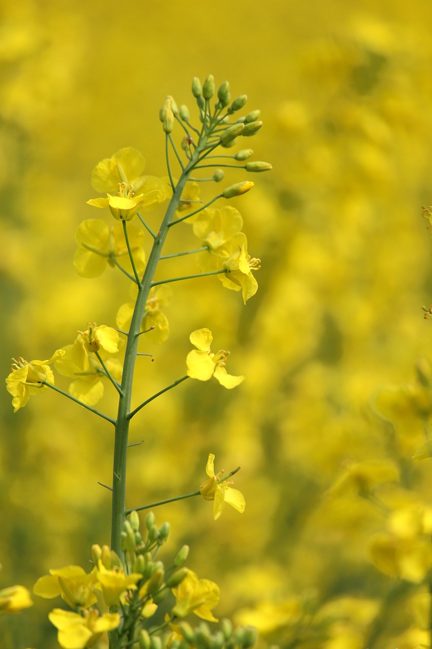 출처- 픽사베이 남해 여행코스 BEST6 추천 힐링 감성 남해 핵심코스 총정리