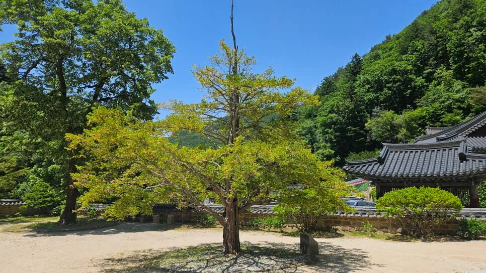 정선 정암사 : 수마노탑의 신비와 적멸보궁의 평온을 찾아서