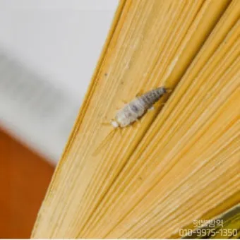 좀벌레 생기는 원인과 퇴치법 하얀벌레 제거 방법_17