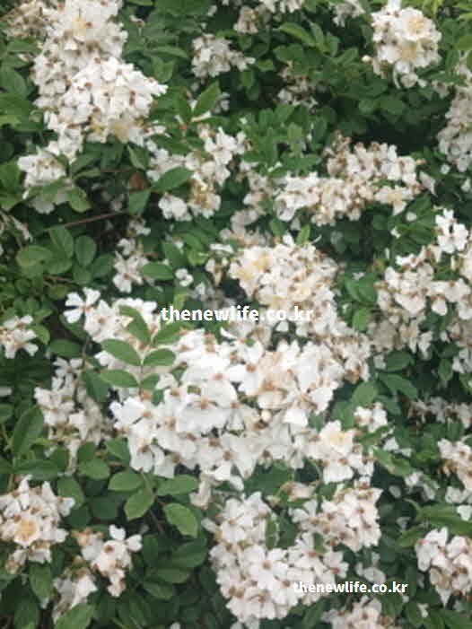 찔레꽃 효능 개화시기